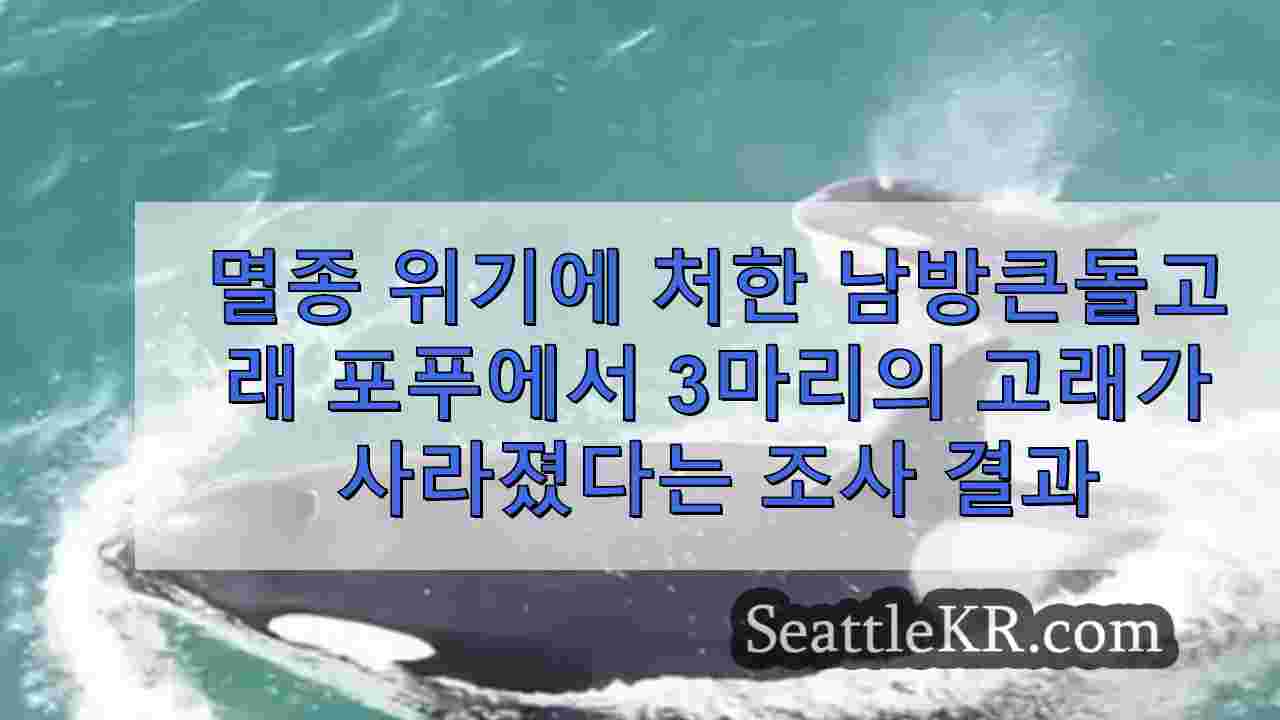 멸종 위기에 처한 남방큰돌고래 개체군에서 3마리의 고래가 사라진 것으로