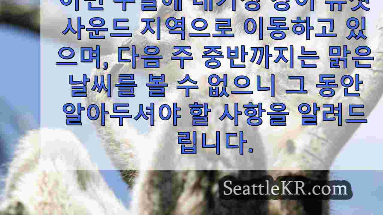 시애틀 뉴스 SeattleKR