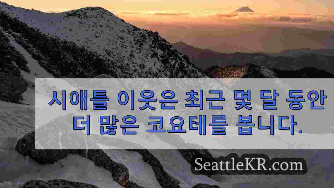 시애틀 인근에서 최근 몇 달 동안 더 많은 코요테가 발견되고 이웃의