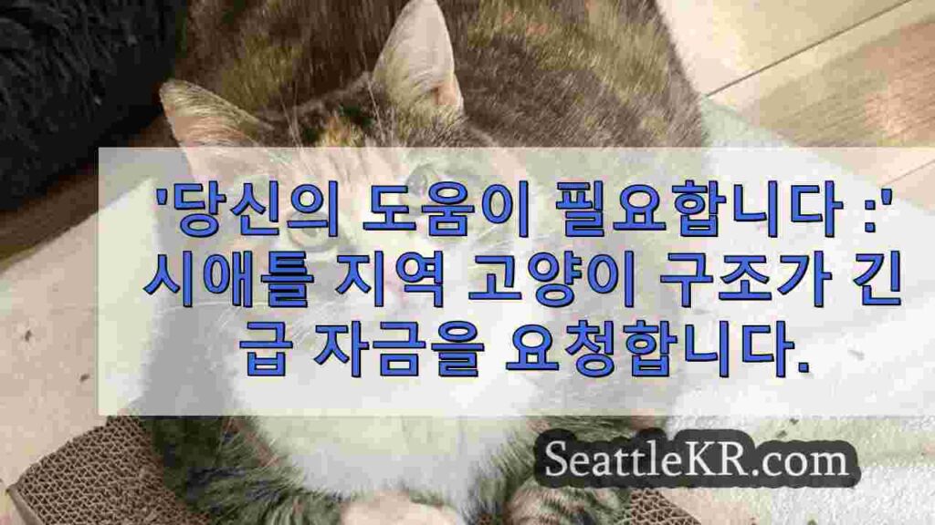 '여러분의 도움이 필요합니다': 시애틀 지역 고양이 구조, 긴급 자금