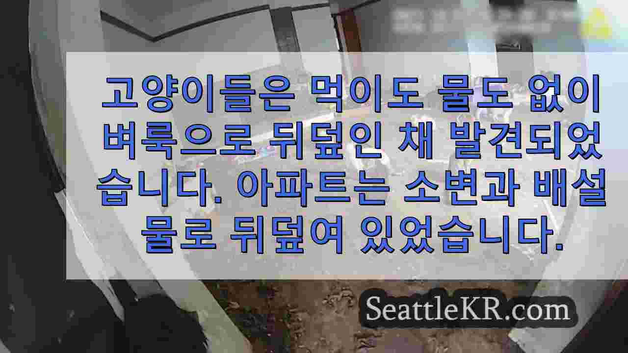 며칠 전 페더럴웨이 아파트에서 버려진 채 발견된 고양이 100여 마리에