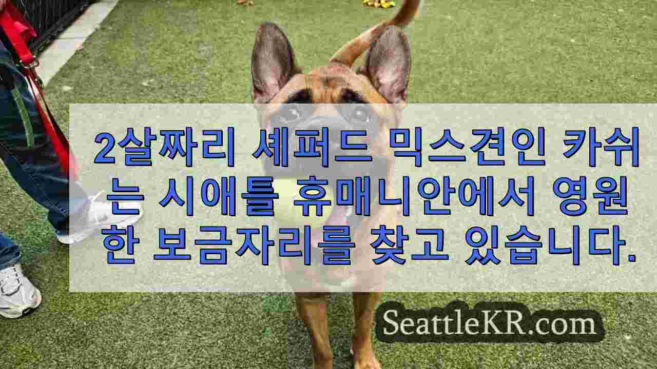 금주의 반려동물: 2살의 다정하고 장난기 많은 셰퍼드 믹스견, 카쉬를