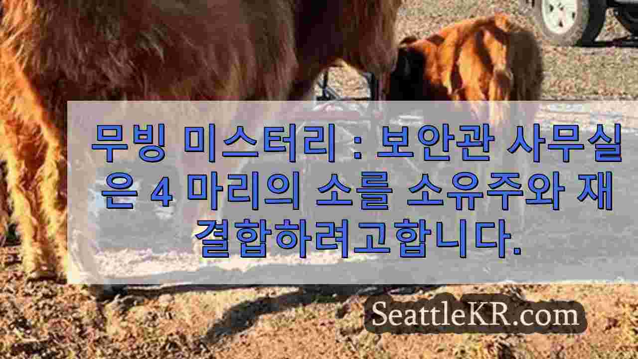 무빙 미스터리 : 보안관 사무실, 키티 타스 카운티에서 소 4 마리를