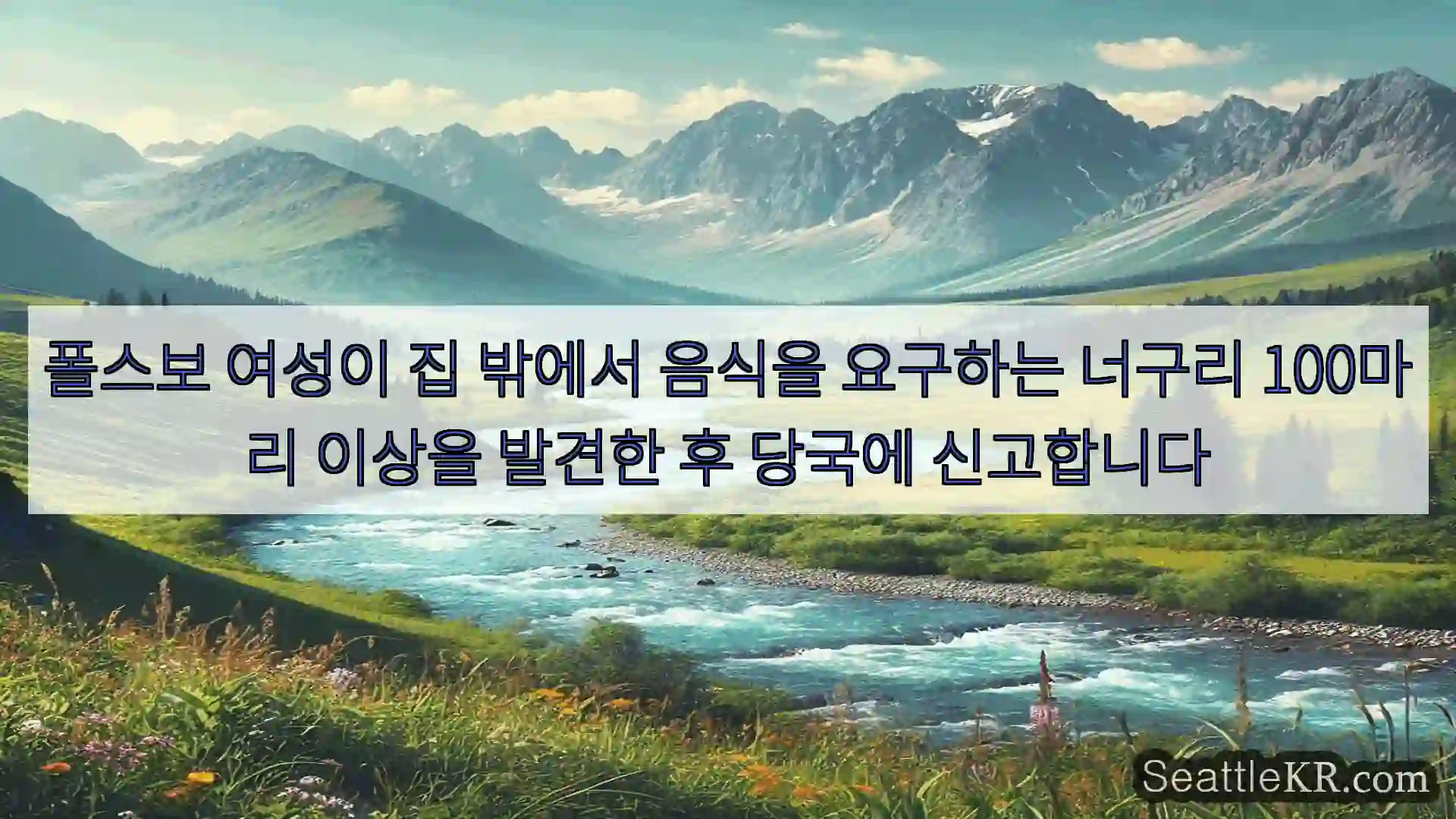 시애틀 뉴스 폴스보 여성이 집 밖에서 음식을 요구하는 너구리 100마리