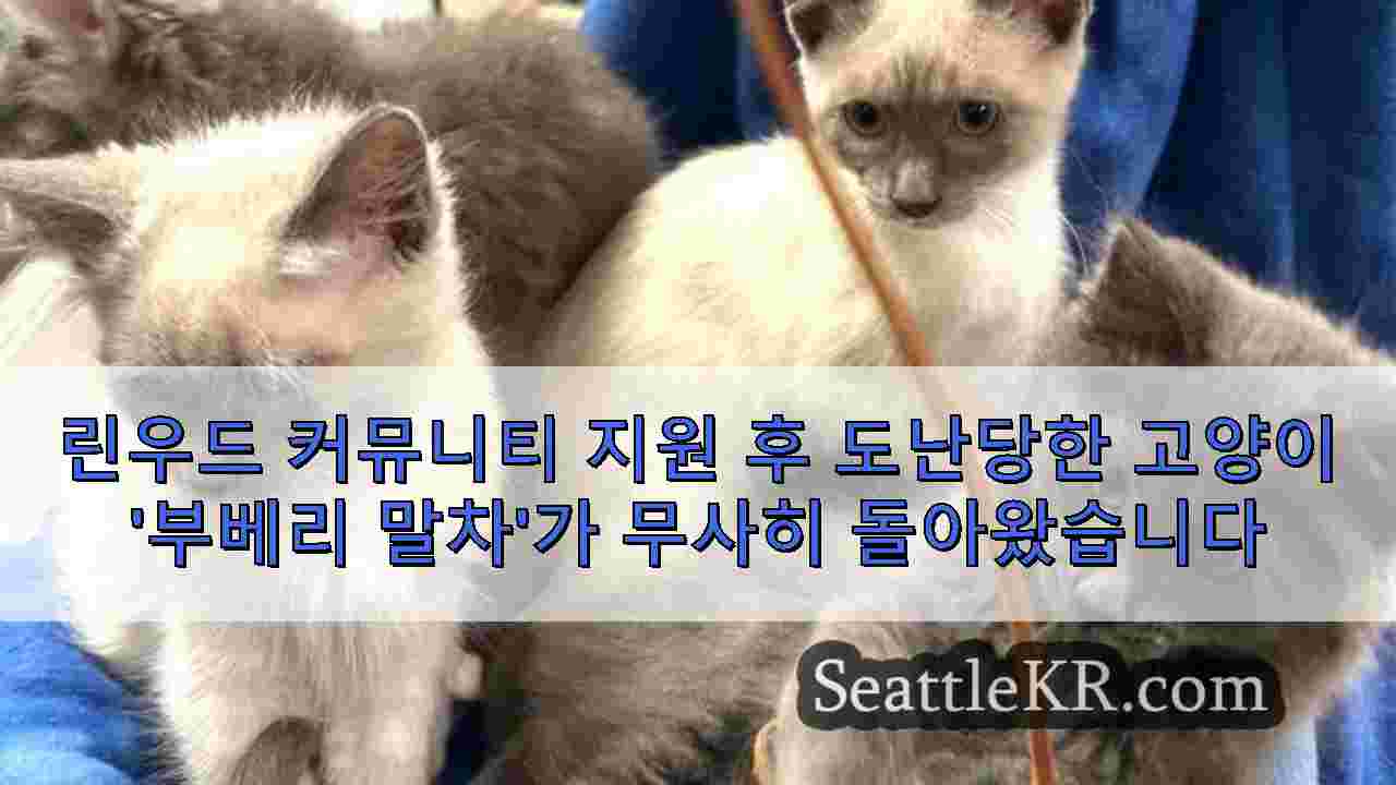 시애틀 뉴스 SeattleKR