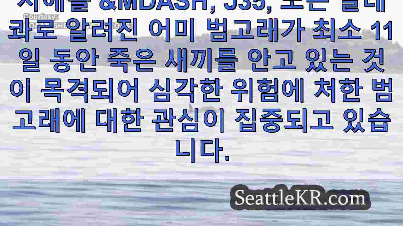 시애틀 뉴스 SeattleKR