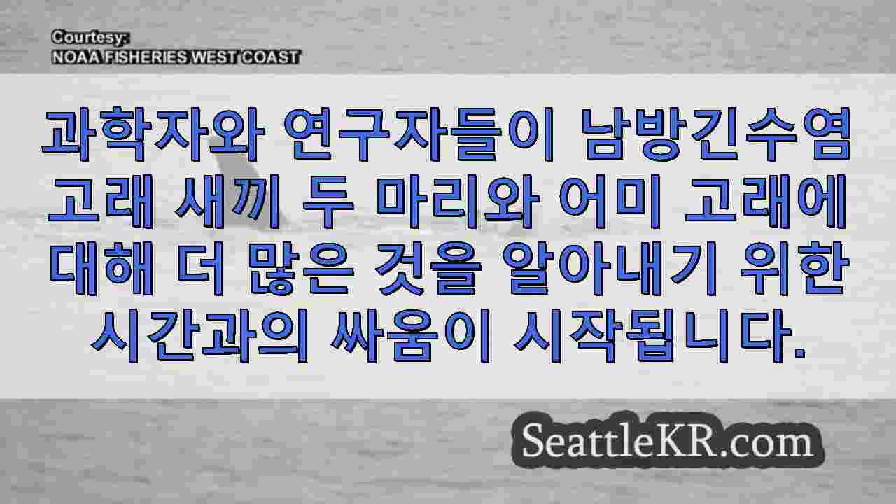 시애틀 뉴스 SeattleKR