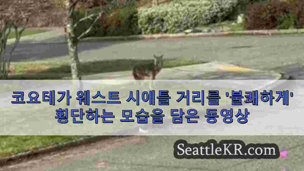 코요테가 웨스트 시애틀 거리를 '불쾌하게' 횡단하는 모습을 담은 동영상