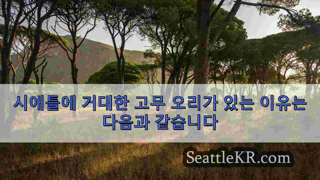 시애틀 뉴스 SeattleKR