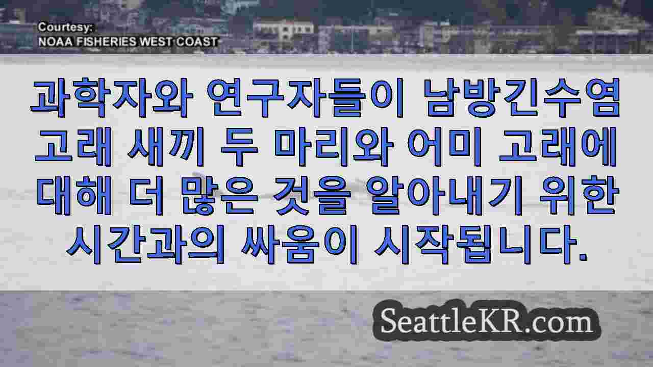 시애틀 뉴스 SeattleKR
