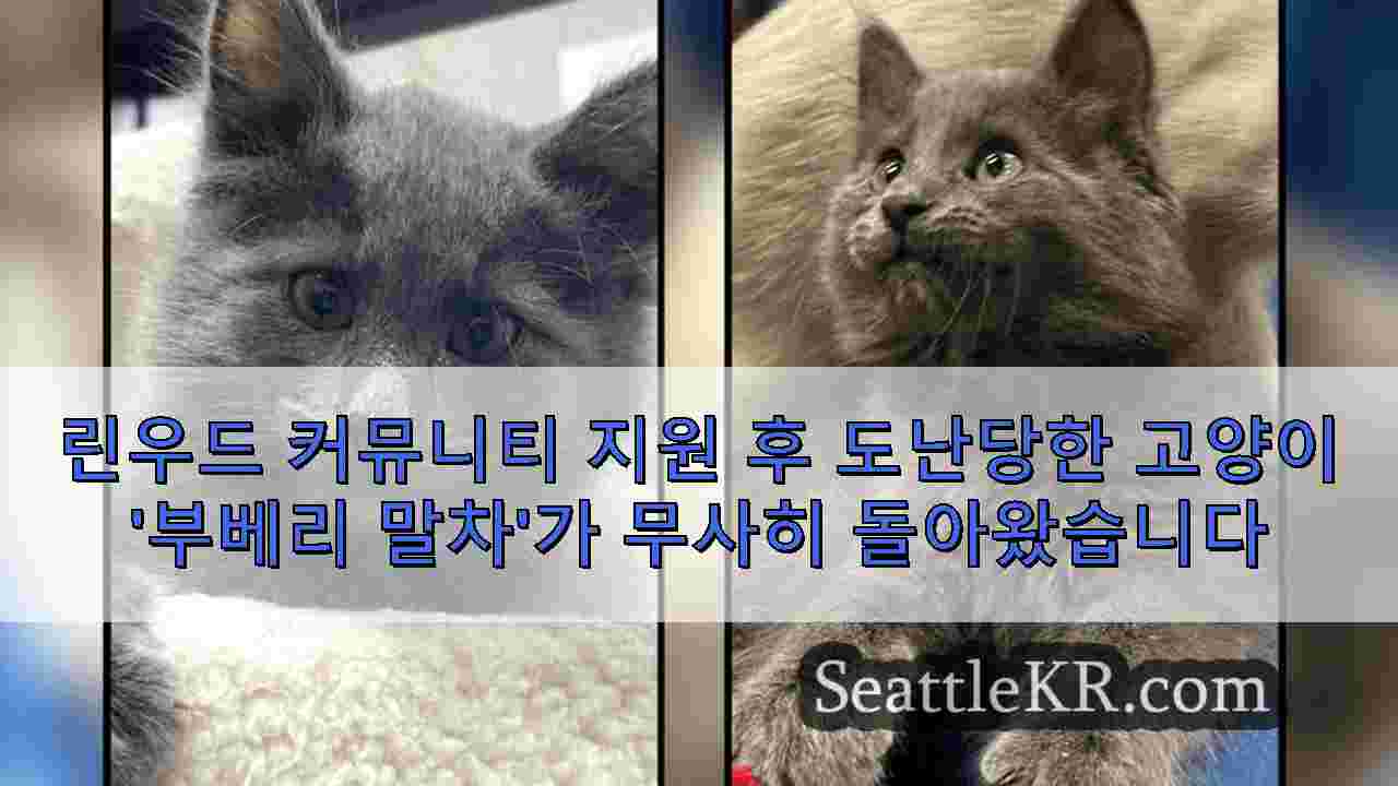 린우드 커뮤니티 지원 후 도난당한 고양이 '부베리 말차'가 무사히