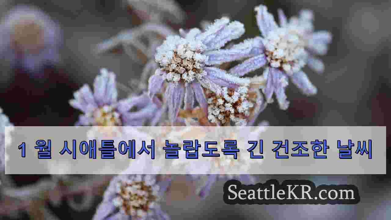 시애틀 뉴스 SeattleKR