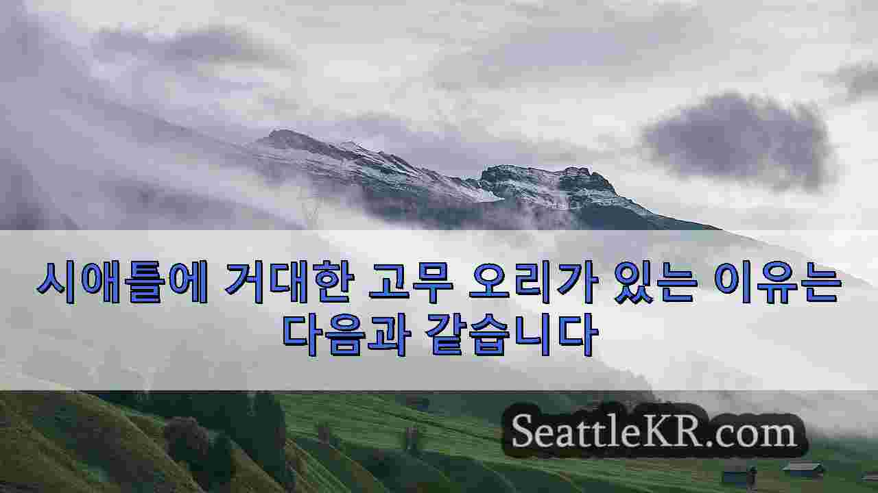 시애틀 뉴스 SeattleKR