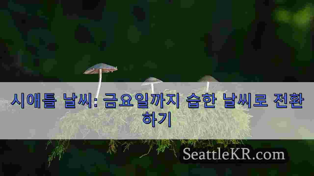 시애틀 뉴스 SeattleKR