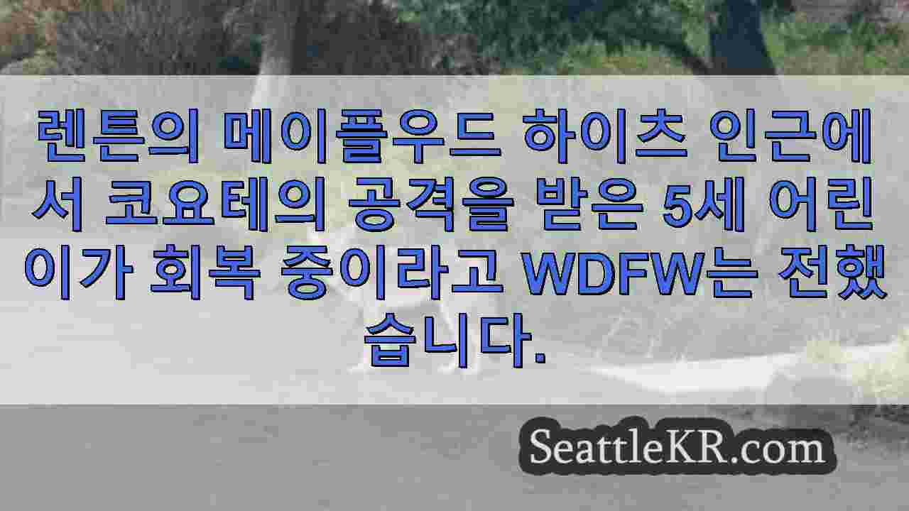 렌튼에서 코요테 공격으로 5세 어린이가 병원에 실려가다