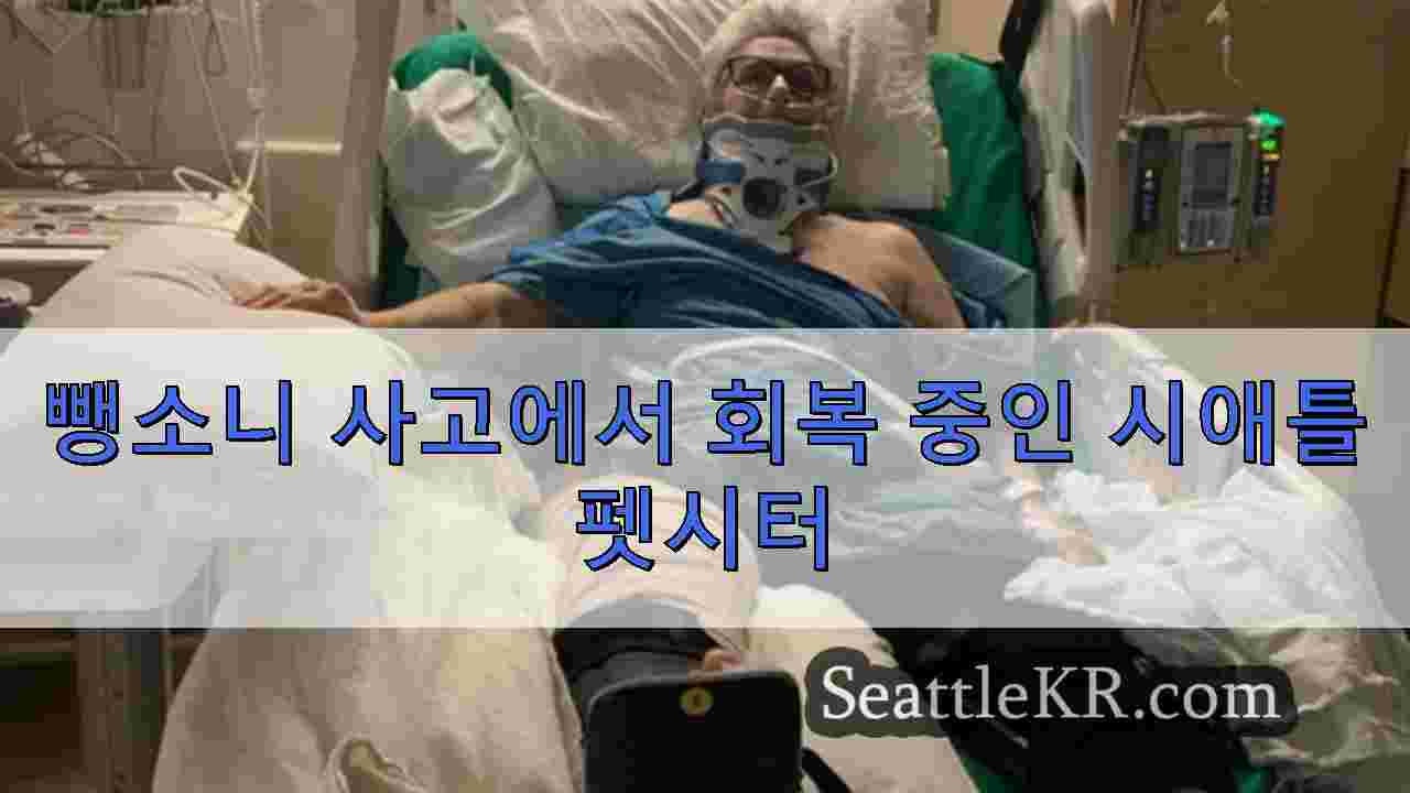 고양이 산책 중 뺑소니 운전자에 치인 전문 펫시터