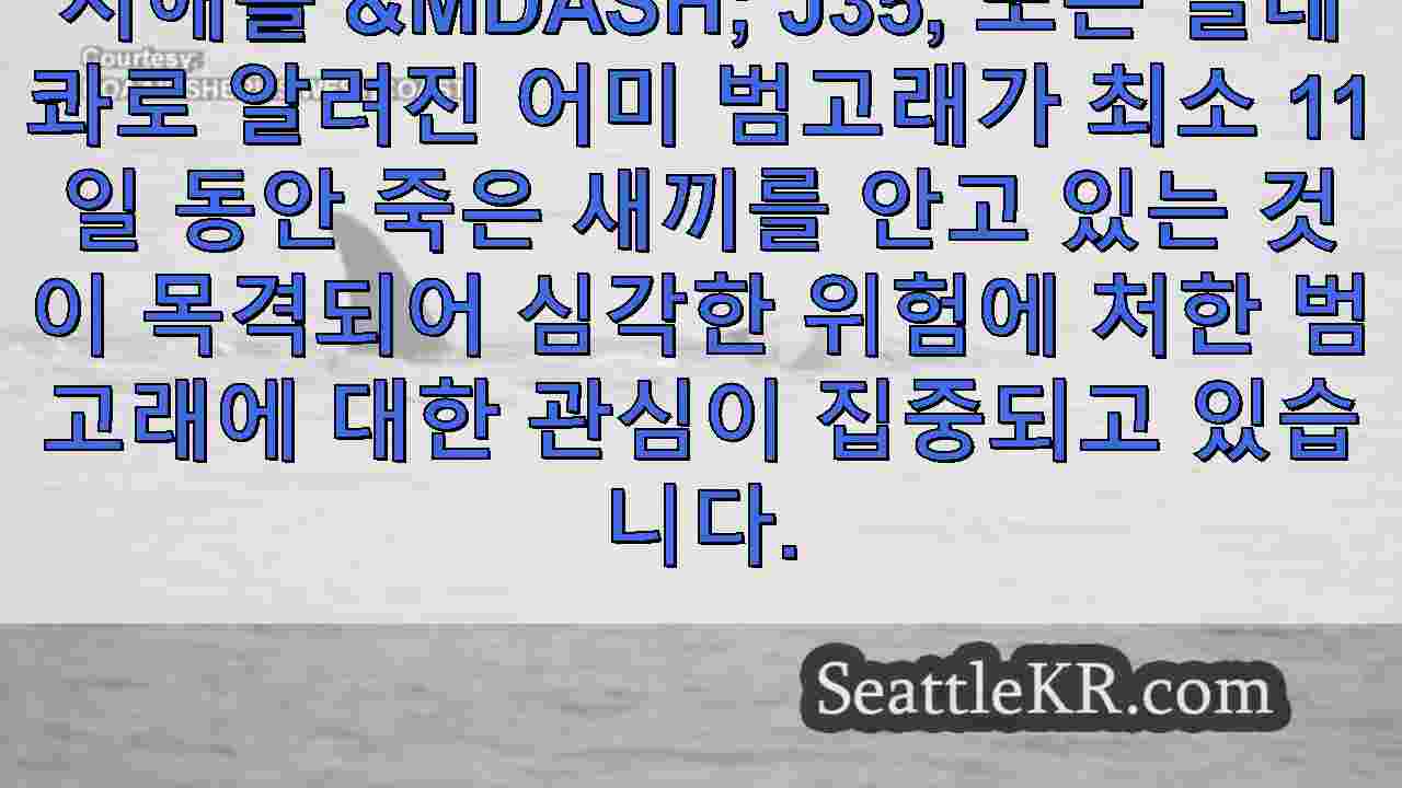 시애틀 뉴스 SeattleKR