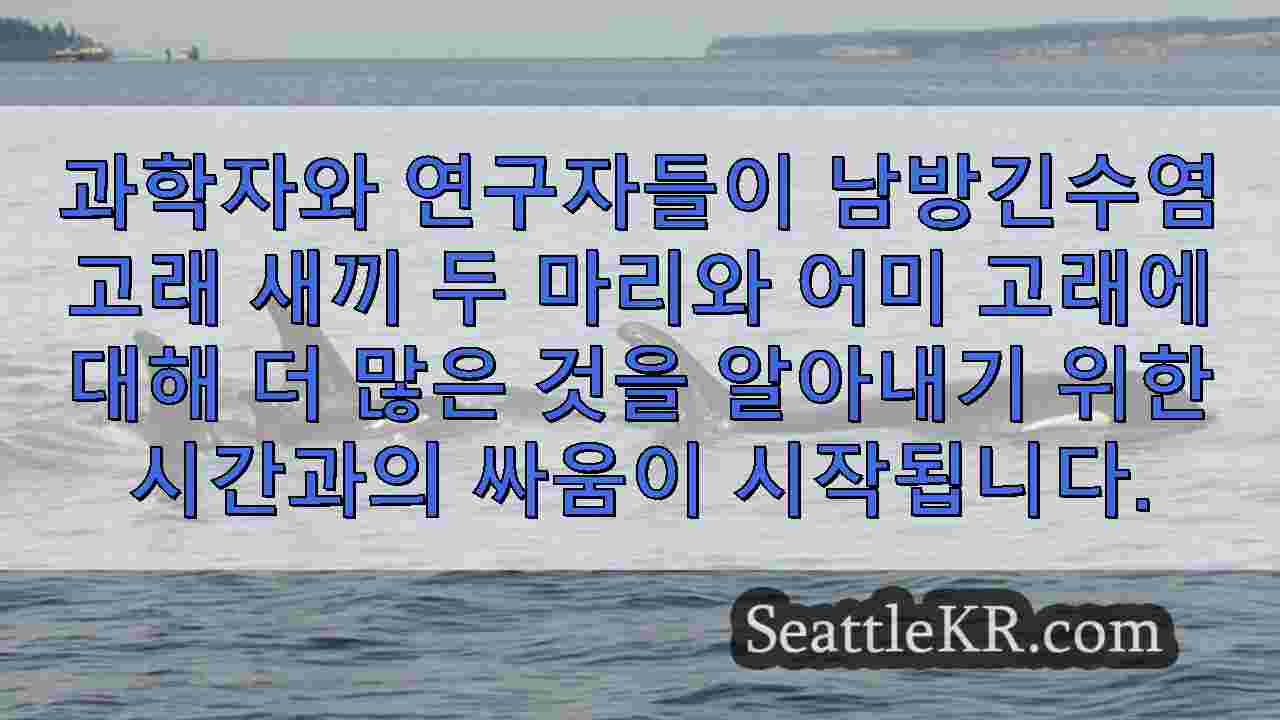 남방큰돌고래는 획기적인 연구 노력에도 불구하고 불확실한 미래에 직면해