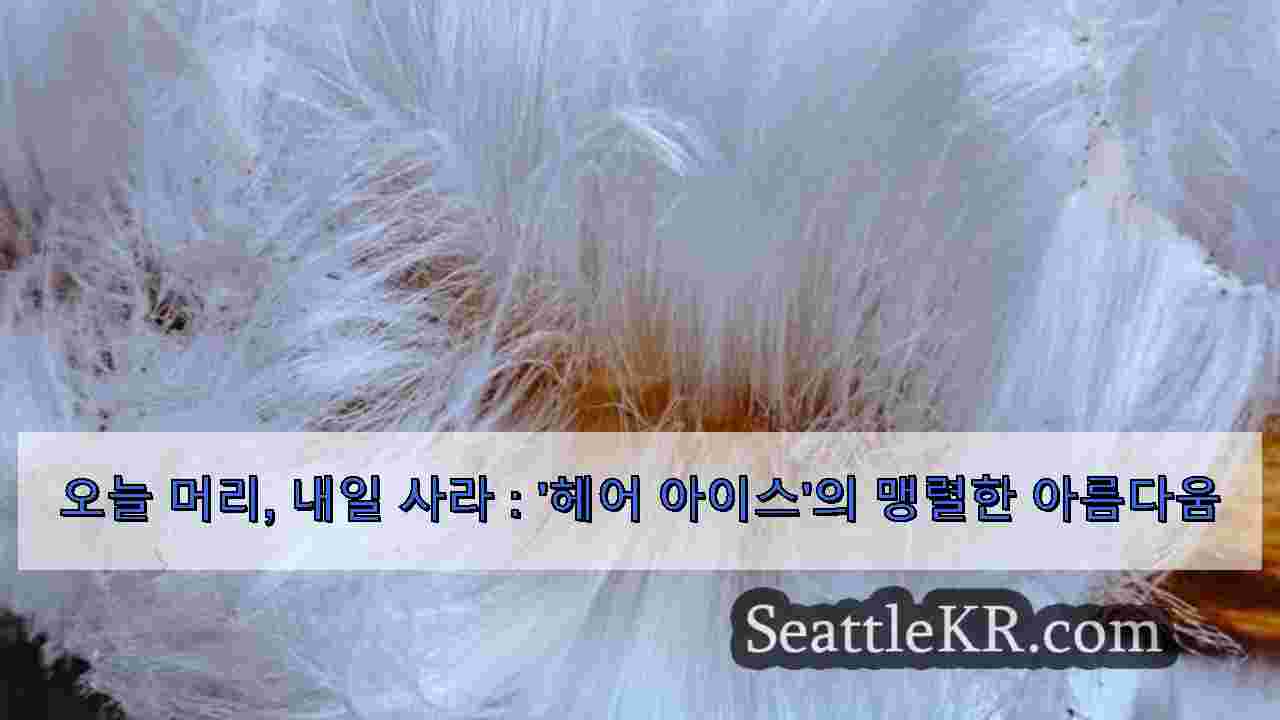 시애틀 뉴스 SeattleKR