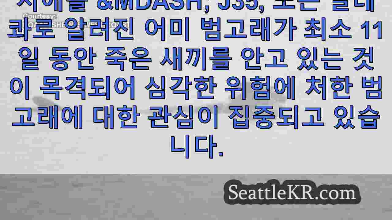 남방긴수염고래가 죽은 새끼를 계속 업고 다니며 범고래의 애도 과정을