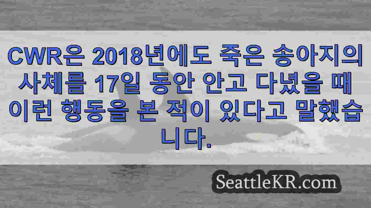 고래연구센터가 J61의 죽음을 확인하면서 또 다른 송아지를 잃은 타흘레콰 슬픔에 잠겼습니다.