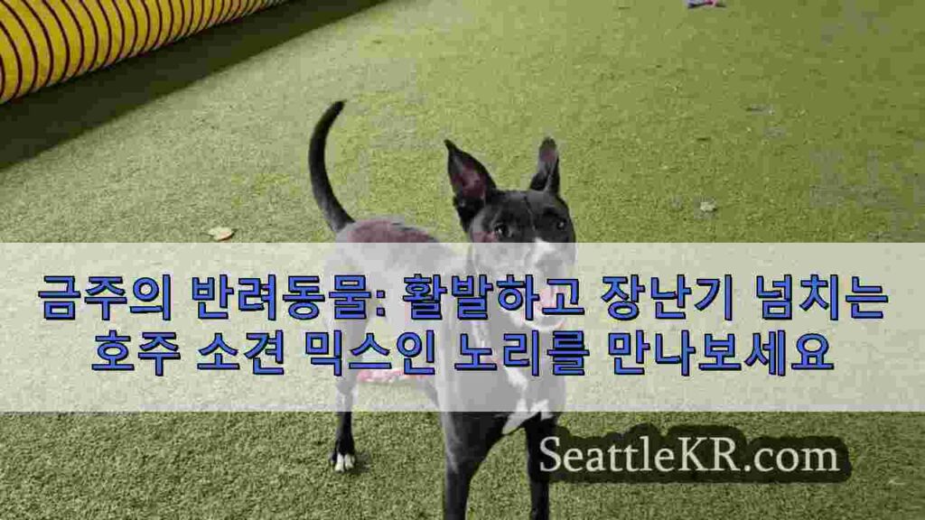 금주의 반려동물: 활발하고 장난기 넘치는 호주 소견 믹스인 노리를