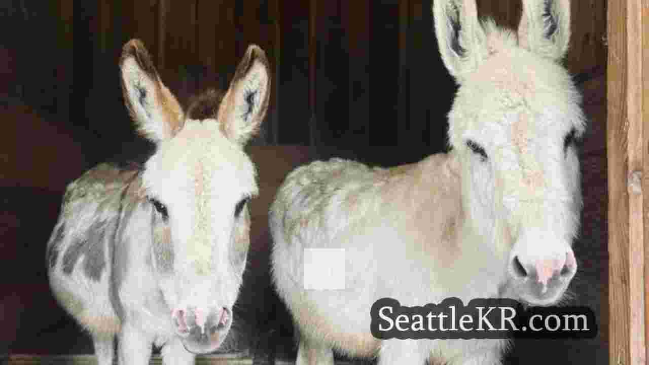 시애틀 뉴스 SeattleKR