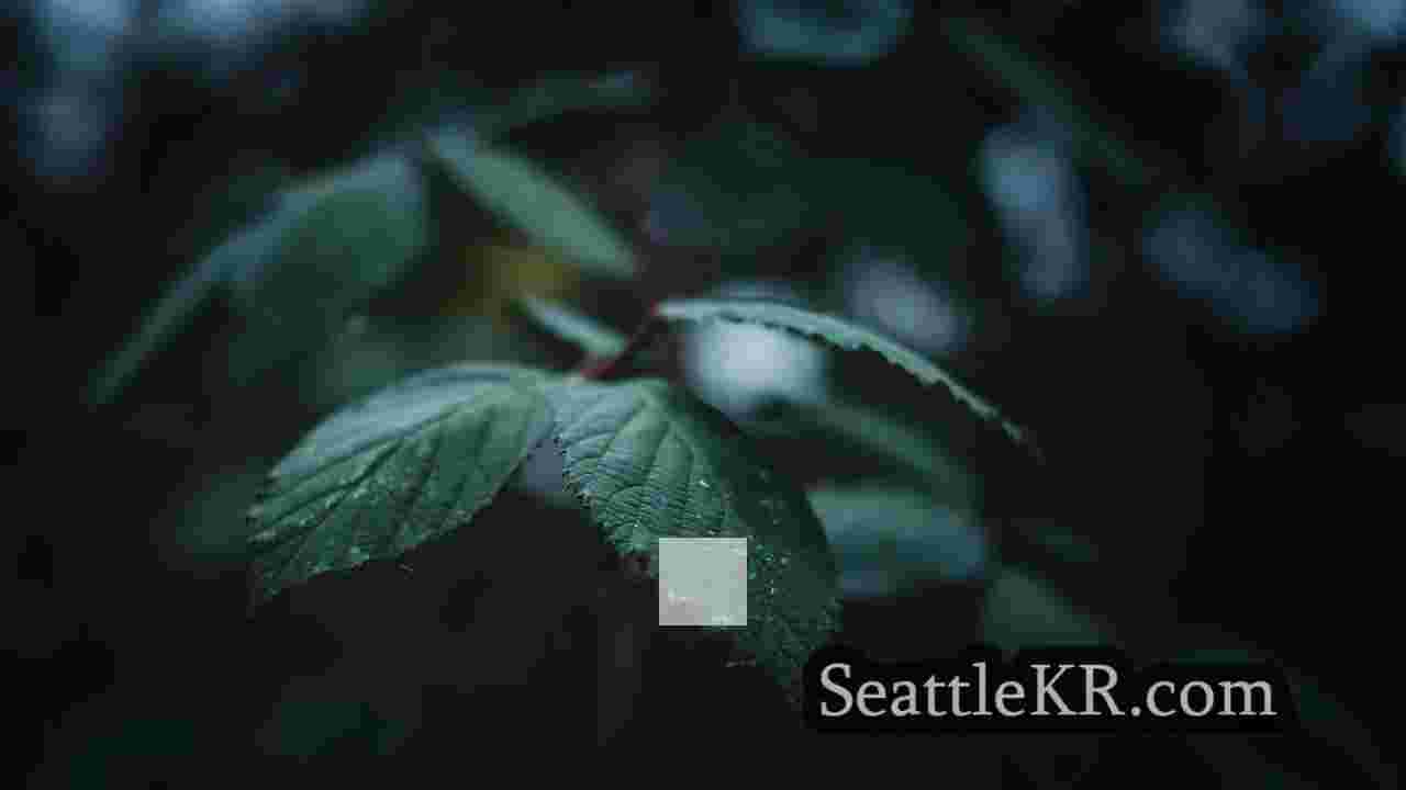 시애틀 뉴스 SeattleKR