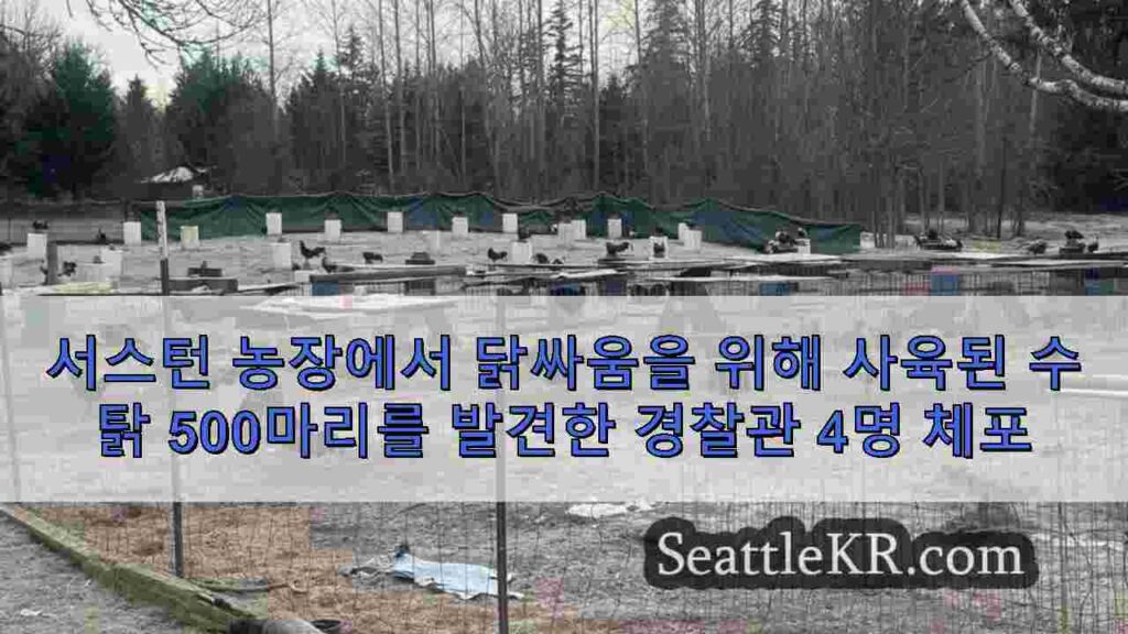 서스턴 농장에서 닭싸움을 위해 사육된 수탉 500마리를 발견한 경찰관