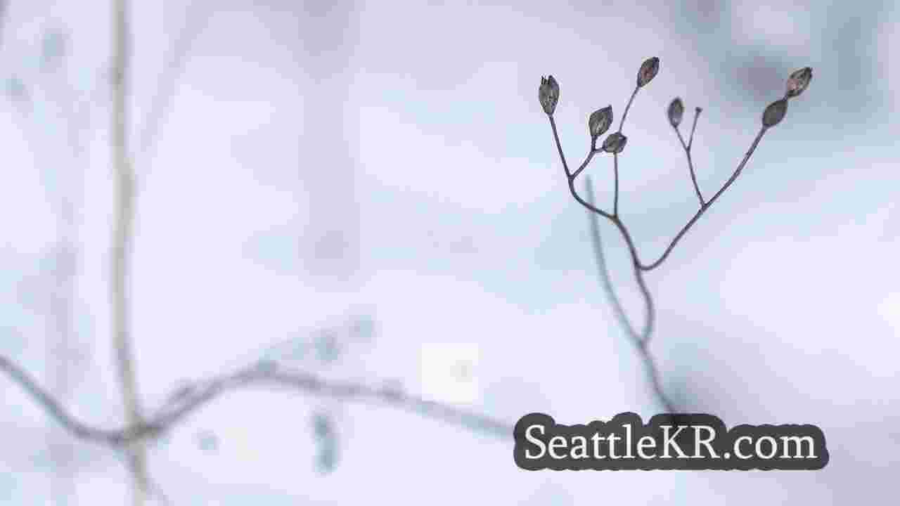 시애틀 뉴스 SeattleKR