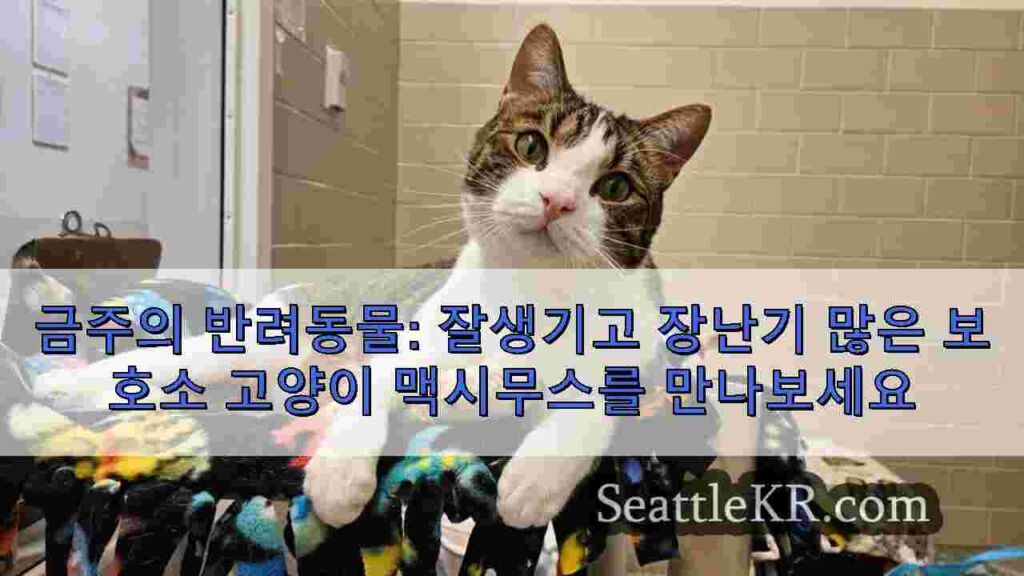 금주의 반려동물: 잘생기고 장난기 많은 보호소 고양이 맥시무스를