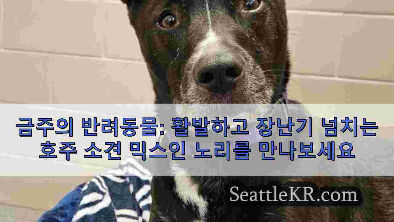 시애틀 뉴스 SeattleKR