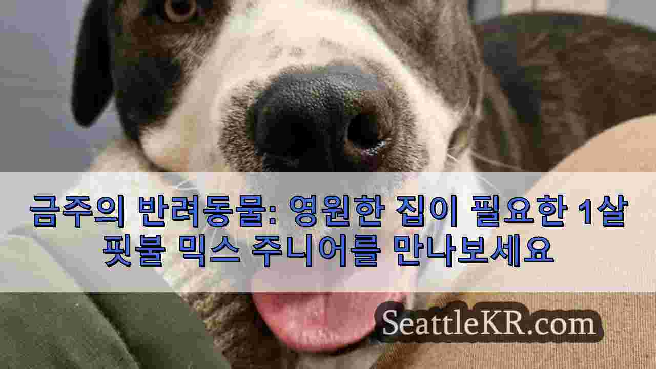 시애틀 뉴스 SeattleKR