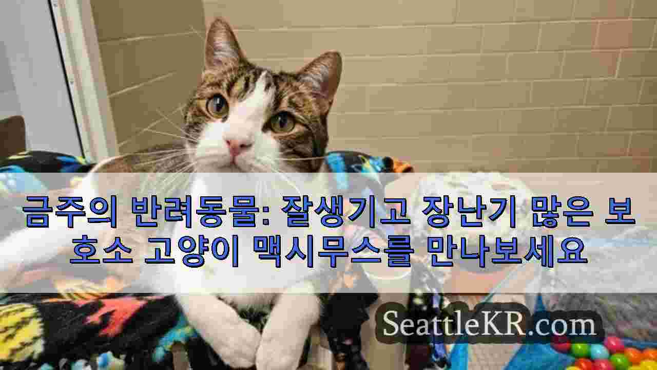 시애틀 뉴스 SeattleKR
