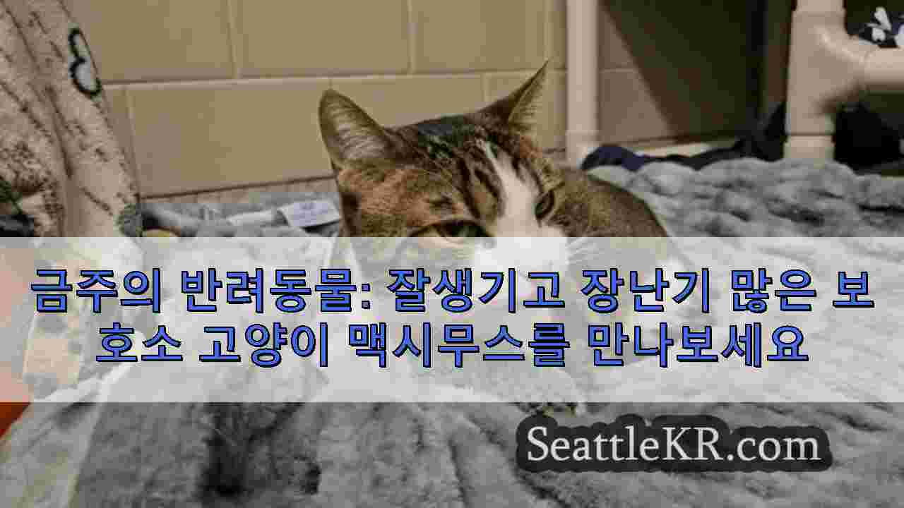 시애틀 뉴스 SeattleKR