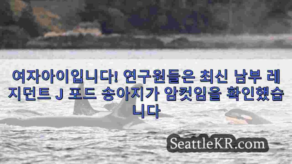 여자아이입니다! 연구원들은 최신 남부 레지던트 J 포드 송아지가