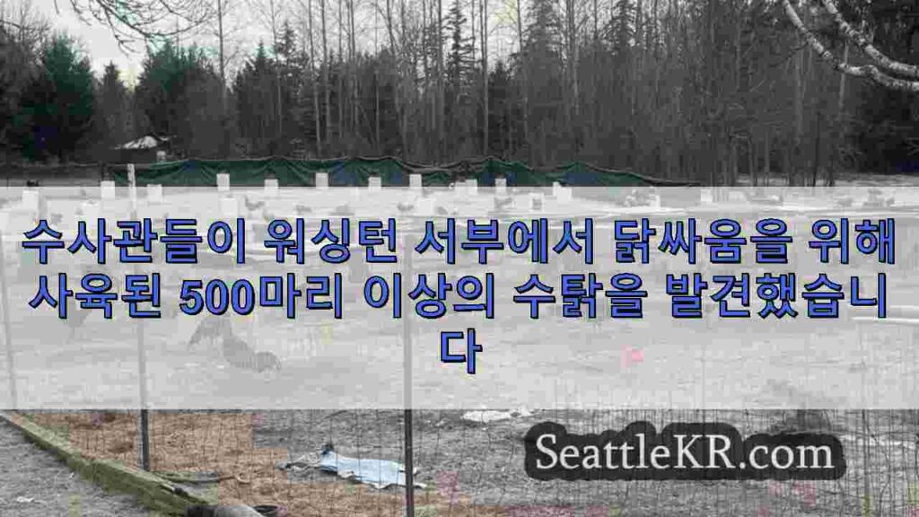 수사관들이 워싱턴 서부에서 닭싸움을 위해 사육된 500마리 이상의