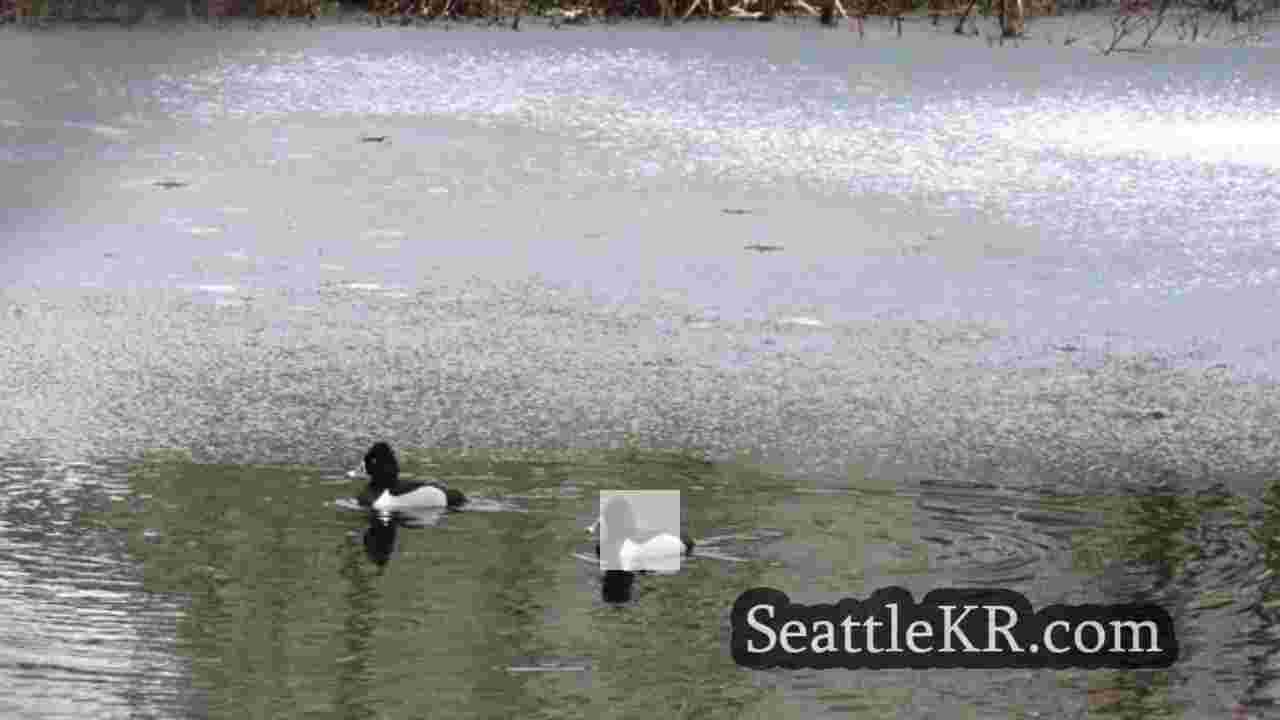시애틀 뉴스 SeattleKR