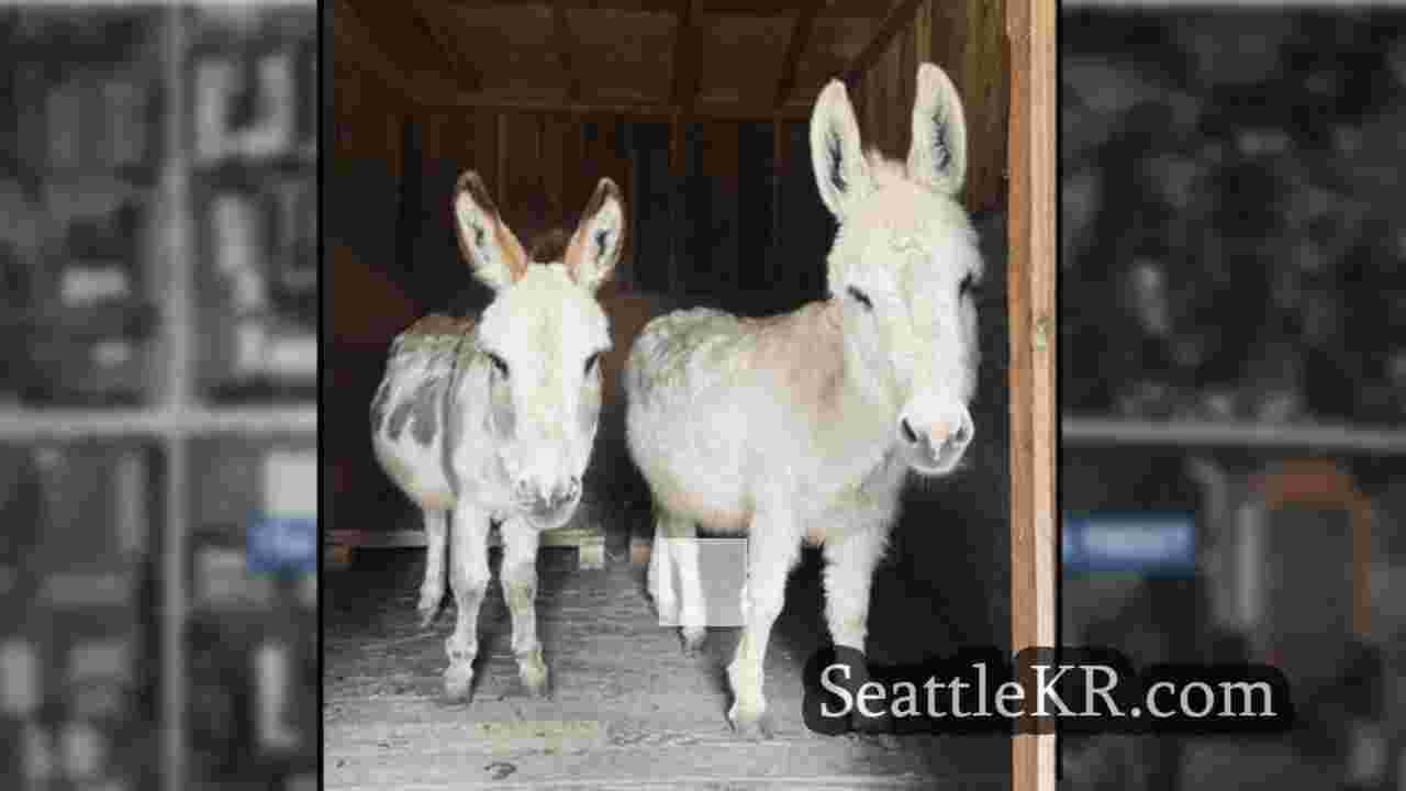 시애틀 뉴스 SeattleKR