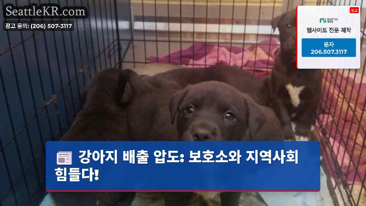 강아지 배출 압도: 보호소와 지역사회 힘들다!