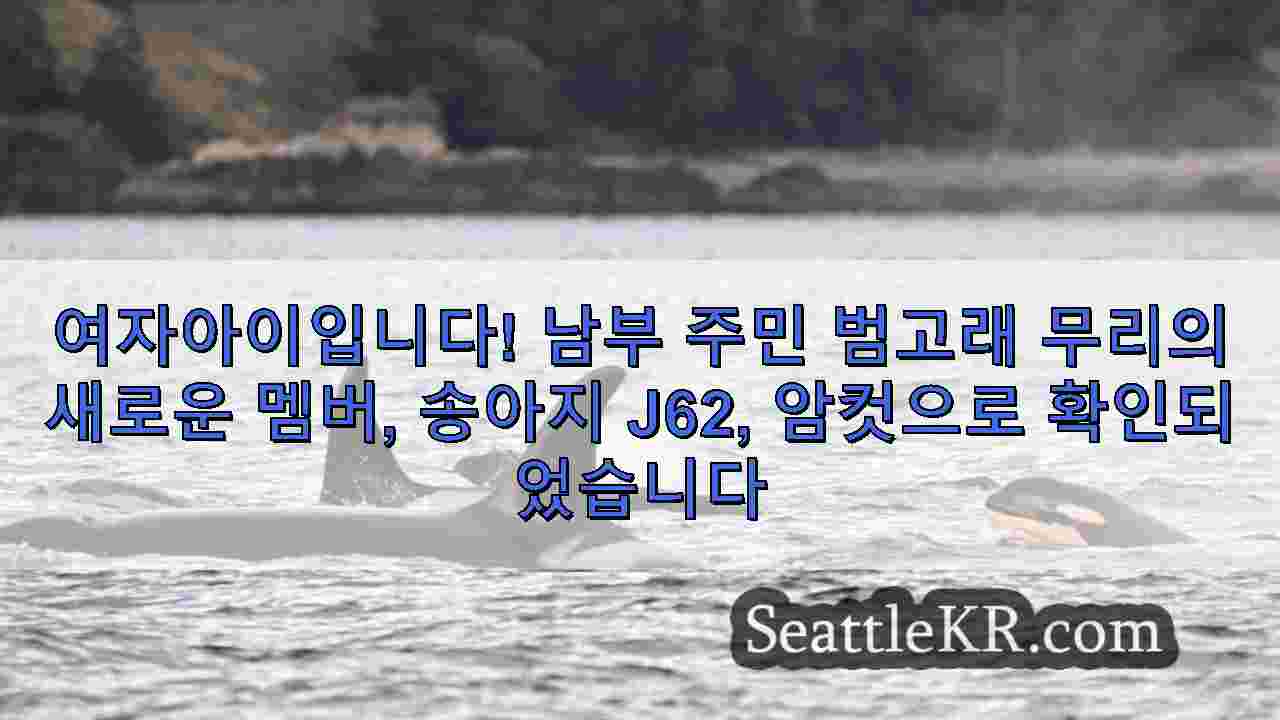 여자아이입니다! 남부 주민 범고래 무리의 새로운 멤버 송아지 J62 암컷으로 확인되었습니다