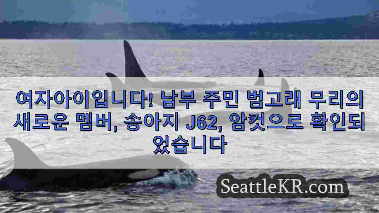 시애틀 뉴스 SeattleKR