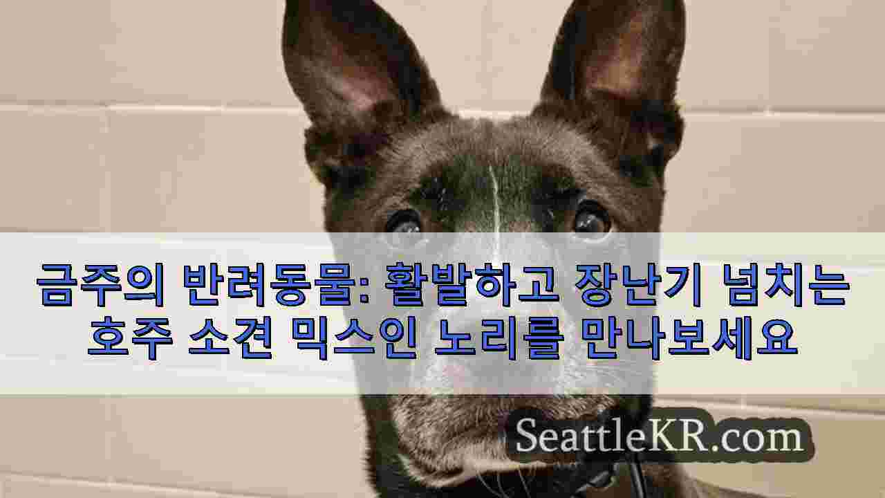 시애틀 뉴스 SeattleKR