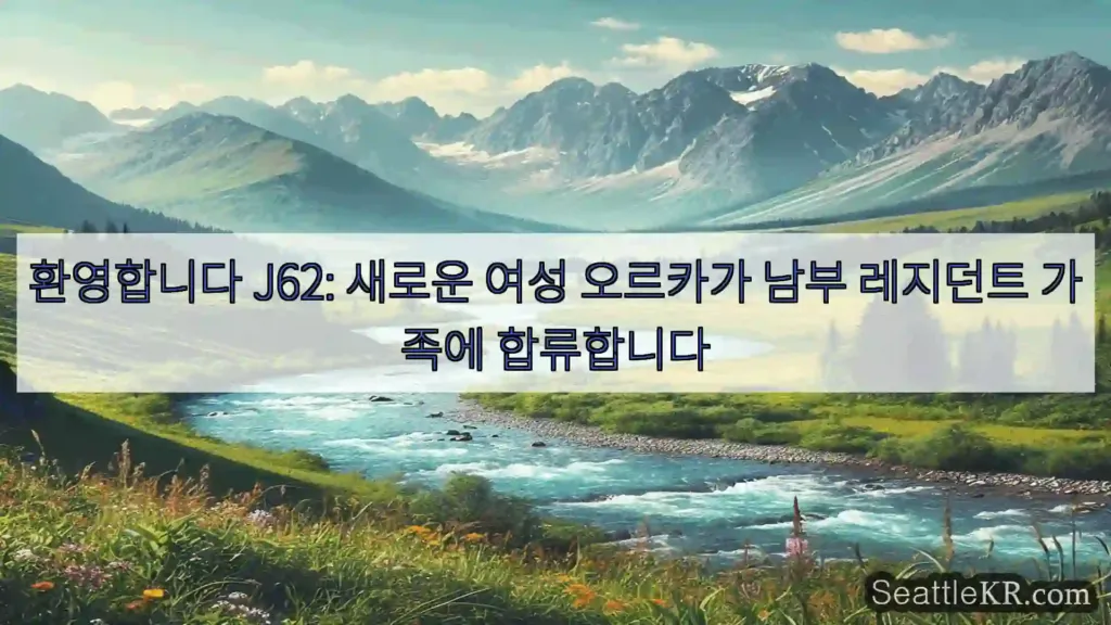 환영합니다 J62: 새로운 여성 오르카가 남부 레지던트 가족에 합류합니다