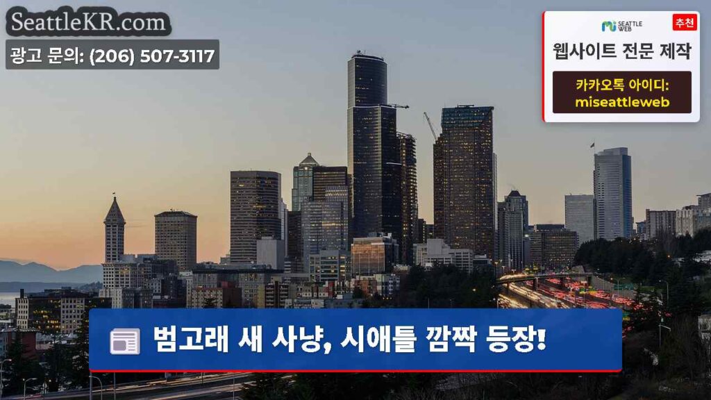 범고래 새 사냥, 시애틀 깜짝 등장!