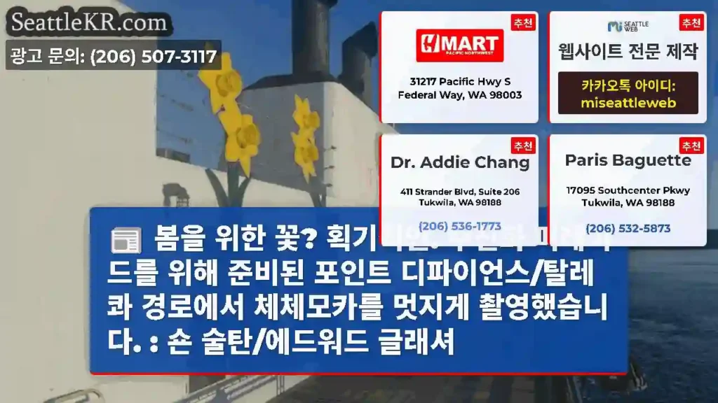 봄을 위한 꽃? 획기적인. 수선화 퍼레이드를 위해 준비된 포인트 디파이언스/탈레콰