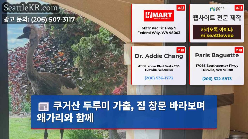 쿠거산 두루미 가출, 집 창문 바라보며 왜가리와 함께
