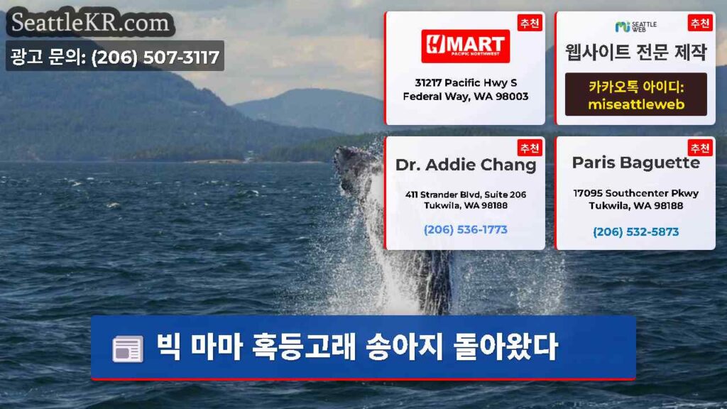 빅 마마 혹등고래 송아지 돌아왔다