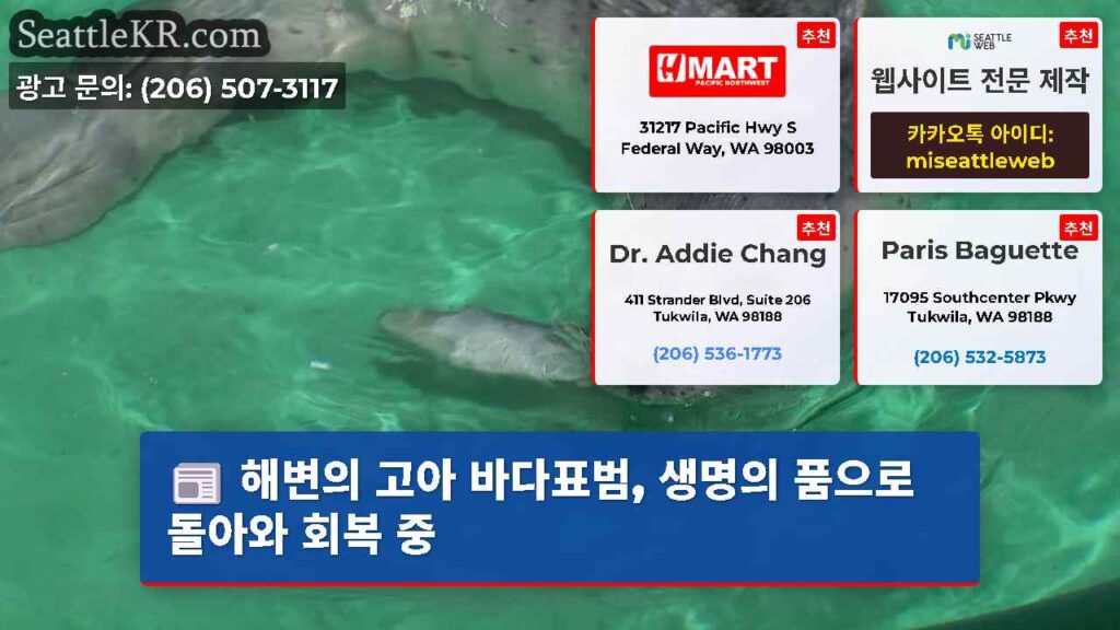 해변의 고아 바다표범, 생명의 품으로 돌아와 회복 중