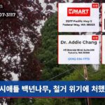 시애틀 백년나무 철거 위기에 처했다